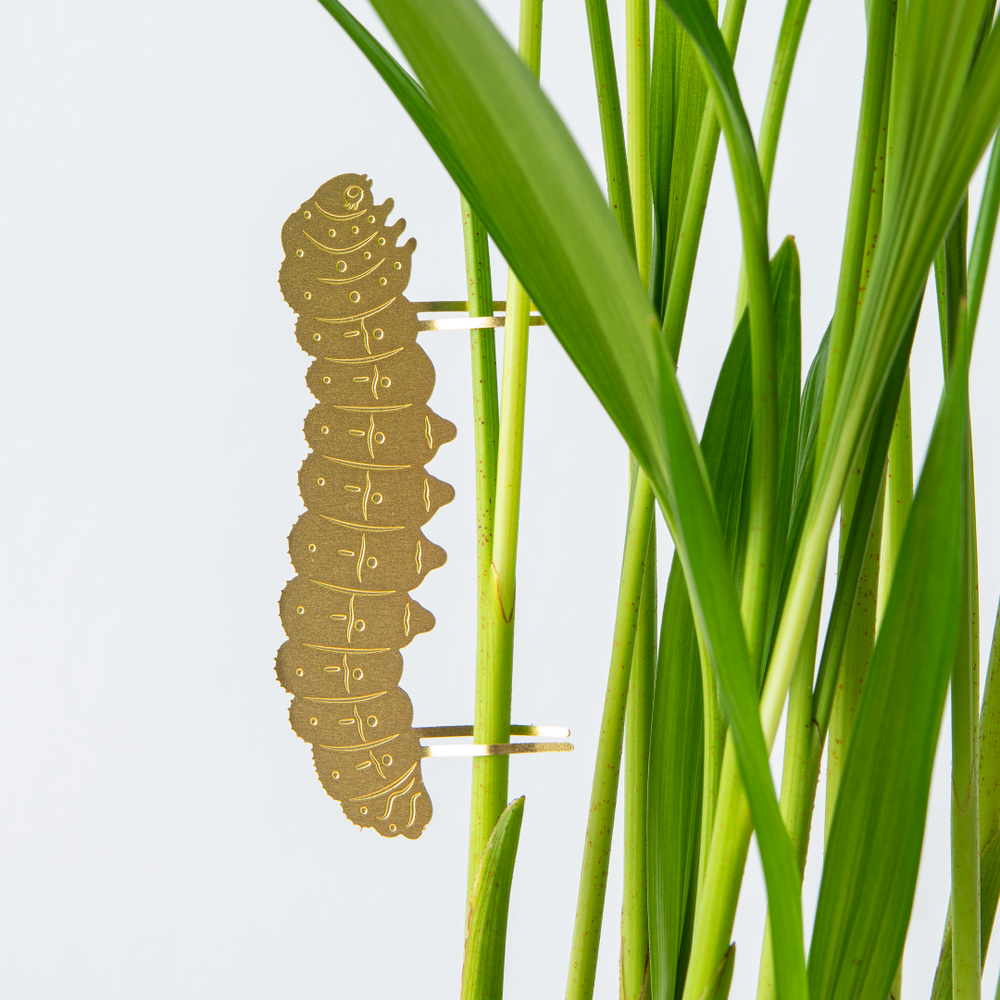 Plant Animal - Caterpillar, plant accent